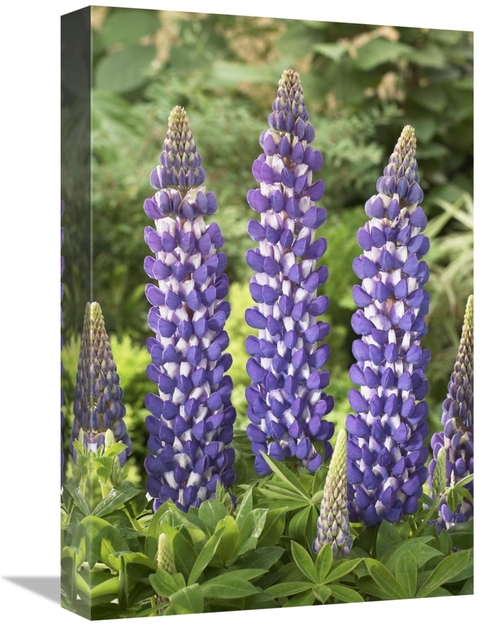 Global Gallery GCS-398360-1218-142 12 x 18 in. Lupine Sea Horse Variet