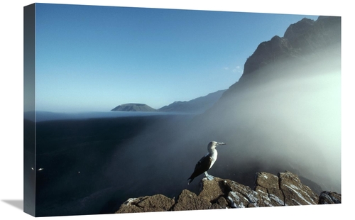 Global Gallery GCS-451269-1624-142 16 x 24 in. Blue-Footed Booby, 