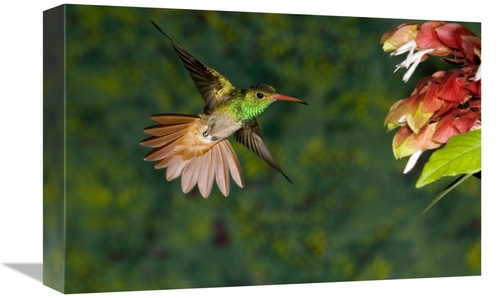 Global Gallery GCS-398304-1218-142 12 x 18 in. Rufous-Tailed Hummingbi