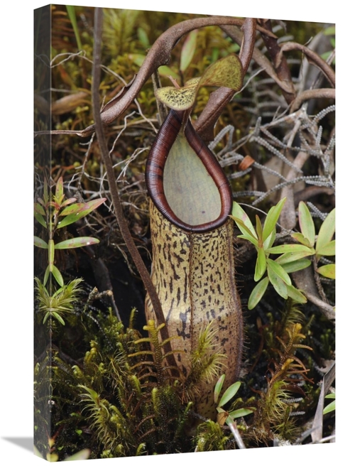 Global Gallery GCS-397543-1624-142 16 x 24 in. Pitcher Plant Pitcher&#