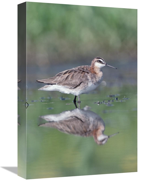 Global Gallery GCS-451972-1218-142 12 x 18 in. Wilsons Phalarope Adult