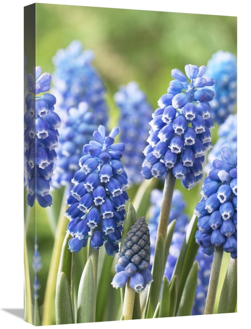 Global Gallery GCS-398404-1624-142 16 x 24 in. Blue Grape Hyacinth Blu