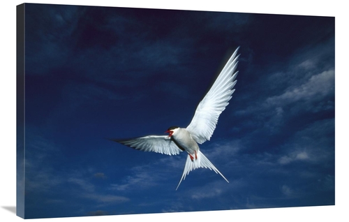 Global Gallery GCS-451914-2436-142 24 x 36 in. Arctic Tern Flying,