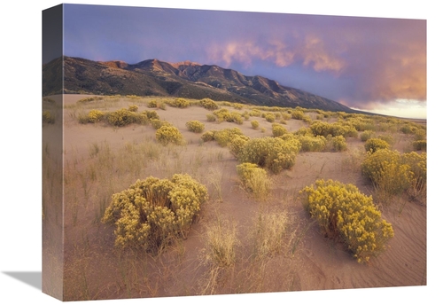 Global Gallery GCS-397130-1216-142 12 x 16 in. Sagewort on Sand Dune&#