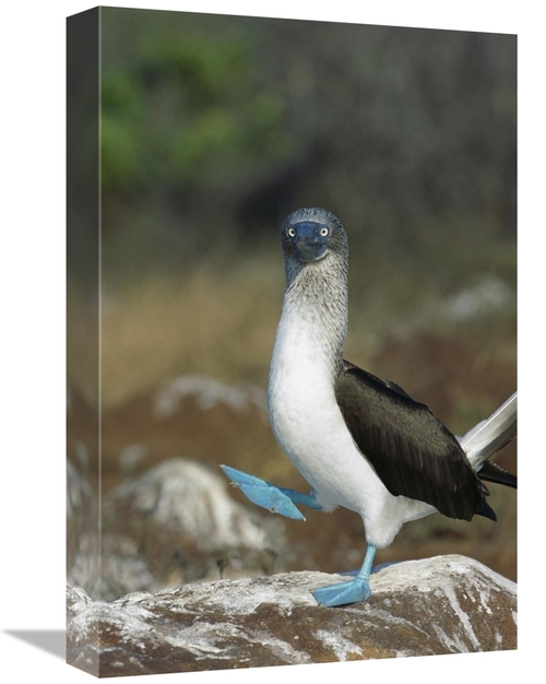 Global Gallery GCS-451740-1218-142 12 x 18 in. Blue-Footed Booby Perfo