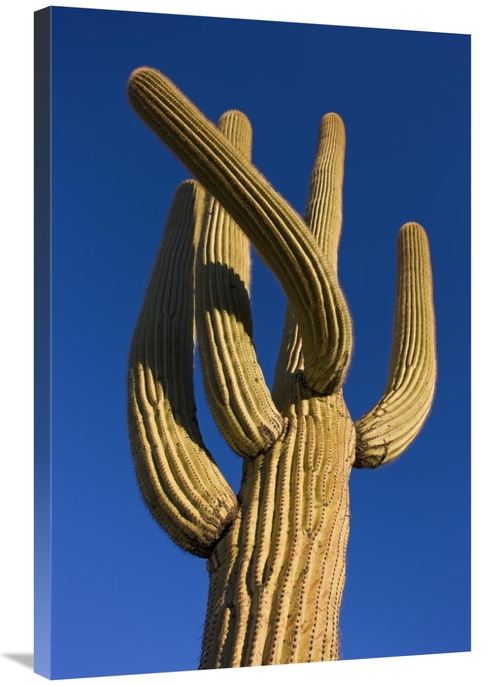 Global Gallery GCS-395310-2436-142 24 x 36 in. Saguaro Cactus, Sag