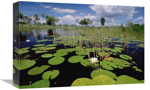 Global Gallery GCS-452972-1218-142 12 x 18 in. Water Lily in Bloom&#44