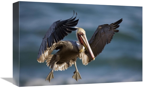 Global Gallery GCS-453343-1218-142 12 x 18 in. Brown Pelican Flying
