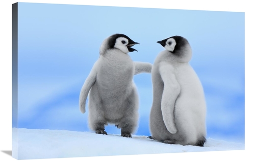 Global Gallery GCS-398275-2436-142 24 x 36 in. Emperor Penguin Pair&#4