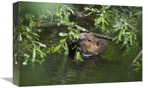 Global Gallery GCS-453619-1218-142 12 x 18 in. American Beaver Eating 