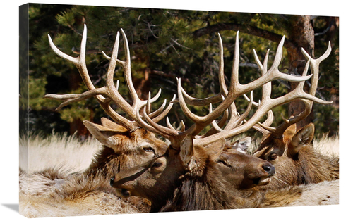 Global Gallery GCS-486585-30-142 30 in. Antler Show Art Print - Vic Sc