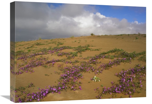Global Gallery GCS-396407-1824-142 18 x 24 in. Sand Verbena Growing&#4