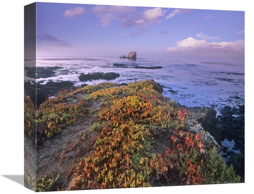 Global Gallery GCS-396714-16-142 16 in. Iceplant Covering Coastal Rock