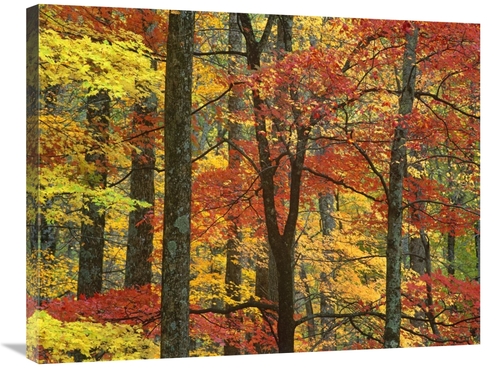 Global Gallery GCS-396770-2432-142 24 x 32 in. Maple Trees in Autumn&#