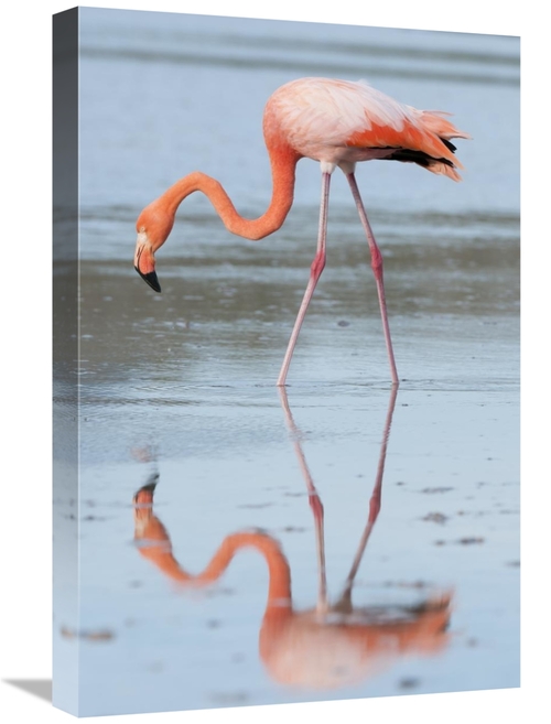 Global Gallery GCS-395613-1624-142 16 x 24 in. Greater Flamingo Foragi