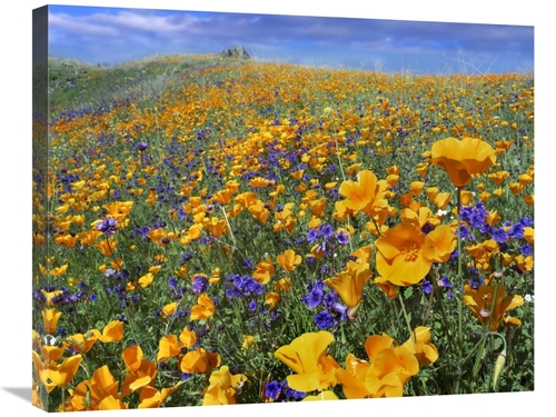 Global Gallery GCS-396880-2228-142 22 x 28 in. California Poppy & Dese