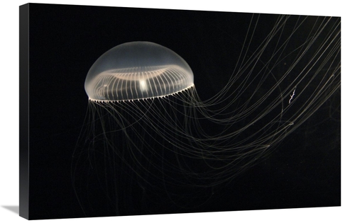 Global Gallery GCS-453556-2030-142 20 x 30 in. Crystal Jellyfish, 