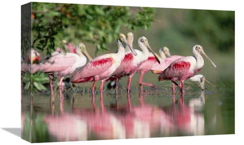 Global Gallery GCS-396710-1218-142 12 x 18 in. Roseate Spoonbill Flock