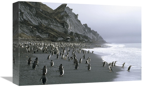 Global Gallery GCS-451069-1218-142 12 x 18 in. Chinstrap Penguins on B