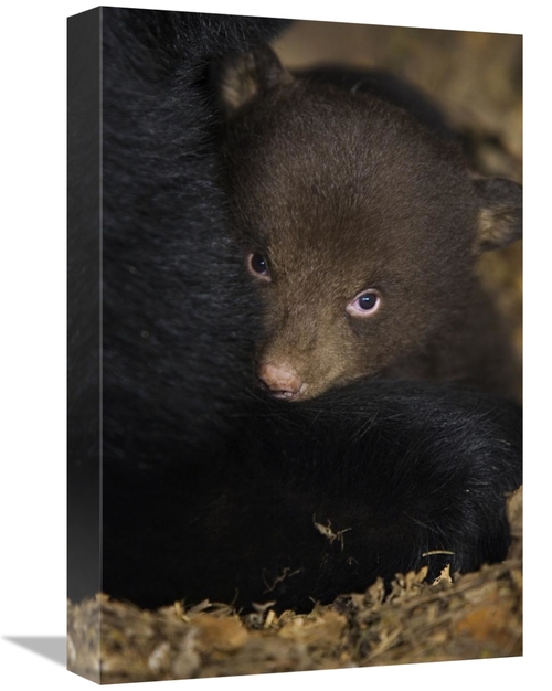 Global Gallery GCS-395805-1218-142 12 x 18 in. Black Bear 7 Week Old C