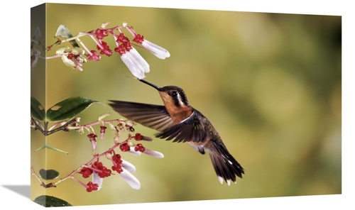 Global Gallery  12 x 18 in. Purple-Throated Mountain-Gem Hummingbird&#