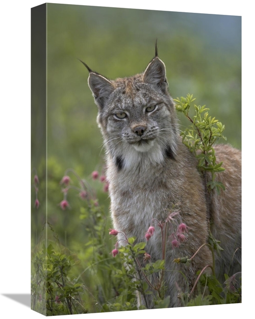 Global Gallery GCS-396038-1218-142 12 x 18 in. Canada Lynx Portrait
