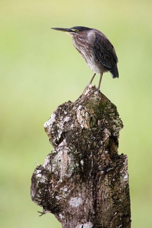 Panoramic Images PPI119471 Close-up of a Green heron - Butorides vires
