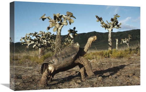 Global Gallery GCS-451278-1624-142 16 x 24 in. Galapagos Giant Tortois