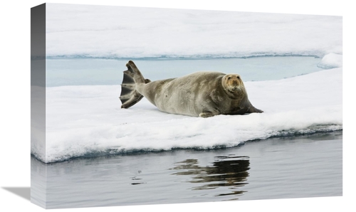 Global Gallery GCS-452712-1218-142 12 x 18 in. Bearded Seal on Ice Flo