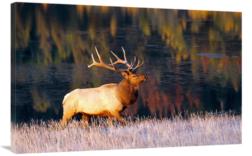 Global Gallery GCS-486561-40-142 40 in. Fall Reflections Art Print - V