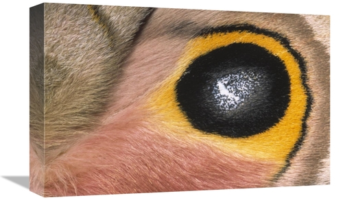 Global Gallery GCS-395304-1218-142 12 x 18 in. Moth Detail of False Ey