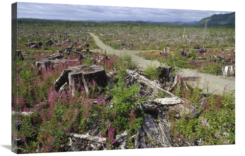 Global Gallery GCS-395782-2436-142 24 x 36 in. Temperate Rainforest Cl