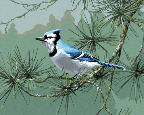 Zuty - Paint by Numbers â€“ BLUE JAY ON A CONIFEROUS BRANCH (JAMES