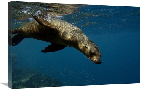 Global Gallery GCS-453049-2030-142 20 x 30 in. Galapagos Sea Lion Swim