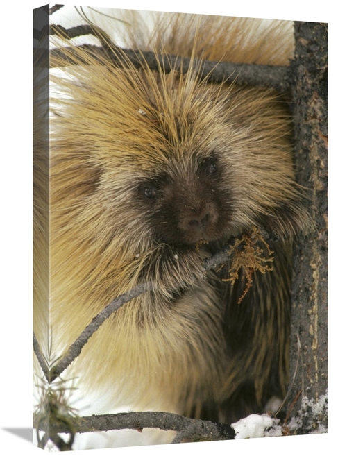 Global Gallery GCS-451868-1624-142 16 x 24 in. Common Porcupine Feedin