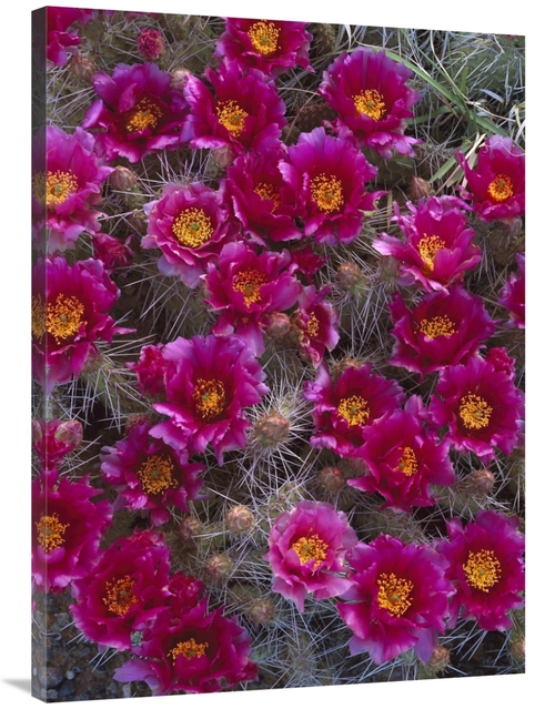 Global Gallery GCS-452074-3040-142 30 x 40 in. Grizzly Bear Cactus in 