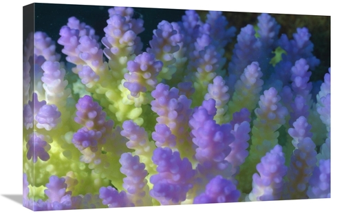 Global Gallery GCS-398409-1624-142 16 x 24 in. Stony Coral Bleached Br