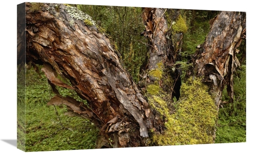 Global Gallery GCS-453158-1624-142 16 x 24 in. Polylepis Forest, E