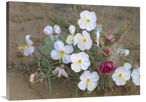 Global Gallery GCS-452073-3040-142 30 x 40 in. Evening Primrose with G