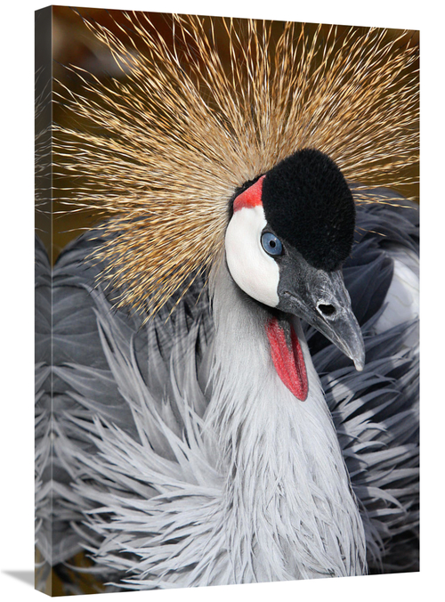 Global Gallery GCS-486532-30-142 30 in. East African Crowned Crane Art