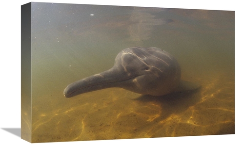 Global Gallery GCS-450675-1218-142 12 x 18 in. Amazon River Dolphin&#4