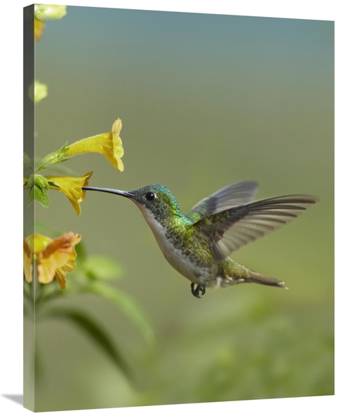 Global Gallery GCS-396611-2432-142 24 x 32 in. Andean Emerald Hummingb