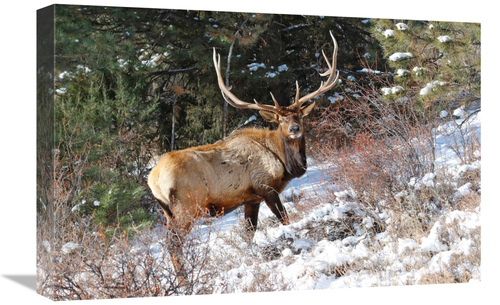 Global Gallery GCS-486484-22-142 22 in. Curiosity Art Print - Vic Sche