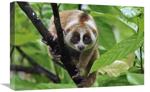 Global Gallery GCS-397641-1624-142 16 x 24 in. Slow Loris, Norther