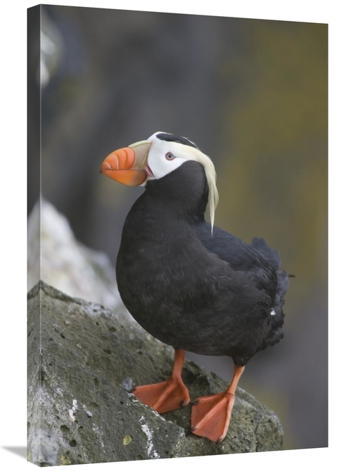 Global Gallery GCS-395398-2030-142 20 x 30 in. Tufted Puffin, Prib