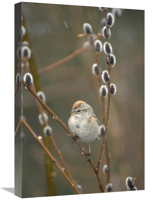 Global Gallery GCS-451854-1624-142 16 x 24 in. American Tree Sparrow i