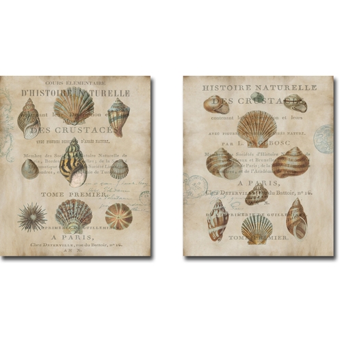Artistic Home Gallery 1518463TG Shell Collection I & II by Deborah Dev