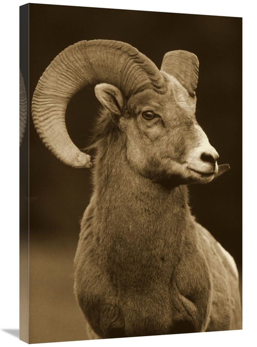 Global Gallery GCS-450507-2432-142 24 x 32 in. Bighorn Sheep Male Port