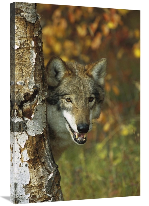 Global Gallery GCS-453313-2436-142 24 x 36 in. Timber Wolf Portrait Pe