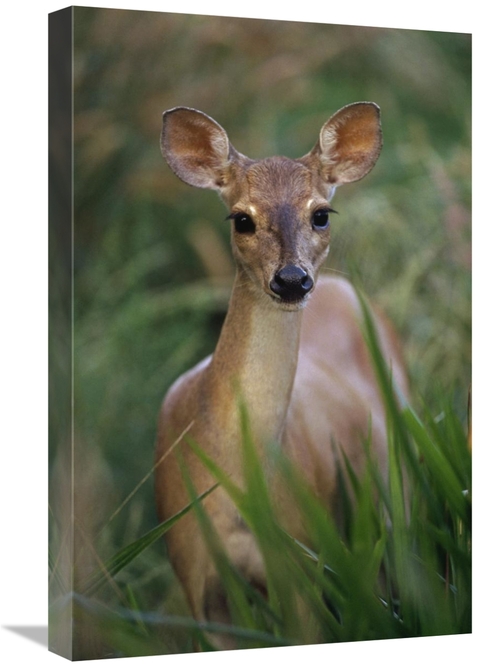 Global Gallery GCS-397692-1624-142 16 x 24 in. Marsh or Swamp Deer Por